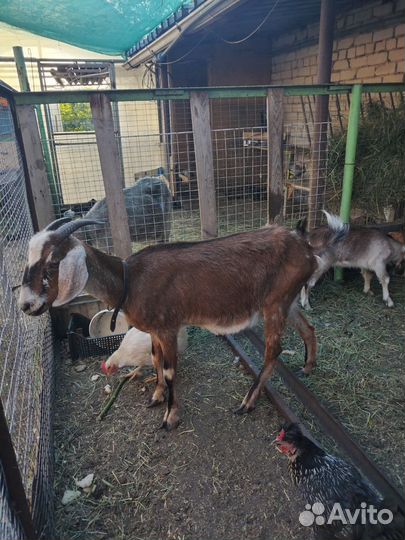 Коза с козлятами