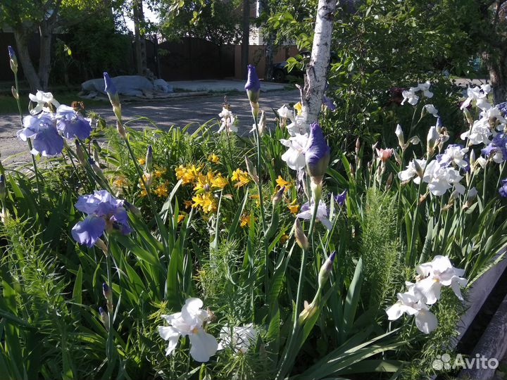 Ирисы бородатые сортовые