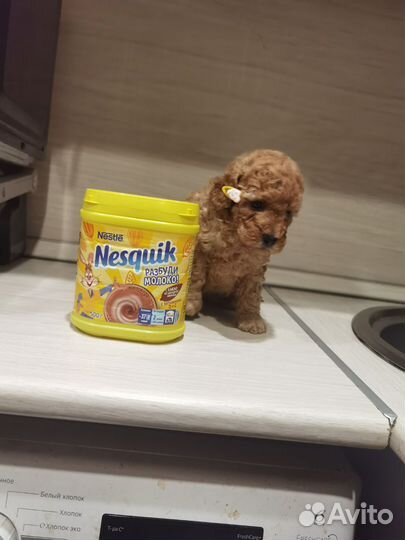 Мальтипу f1 девочка и мальчик