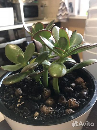 Суккуленты