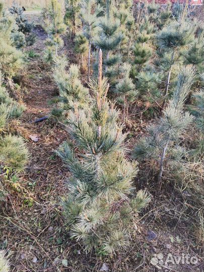 Саженцы сибирского кедра