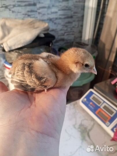 Цыплята несушки подрощенные