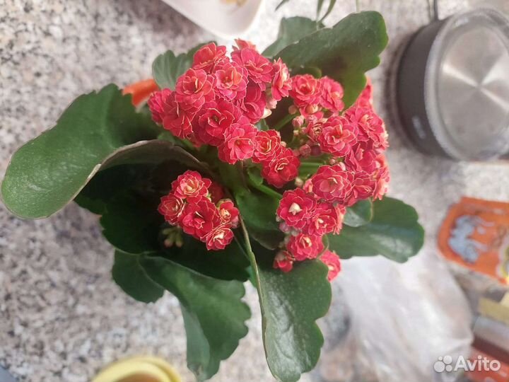 Каланхоэ красное