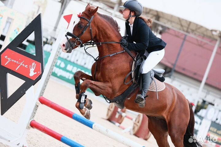 Мерин в конкур под любителя или ребенка