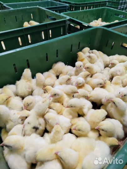 Суточный бройлер цыплята Росс-308