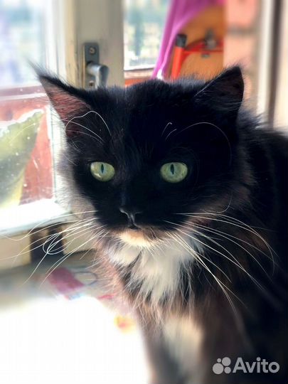 Кошечка-сирота