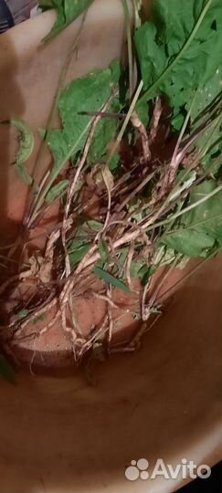 Флорариум рассада хрена