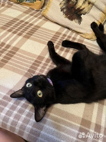 Кошечка ищет дом