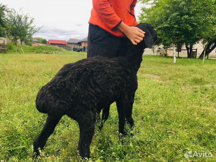 Овцы бараны