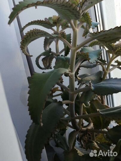 Комнатные цветы