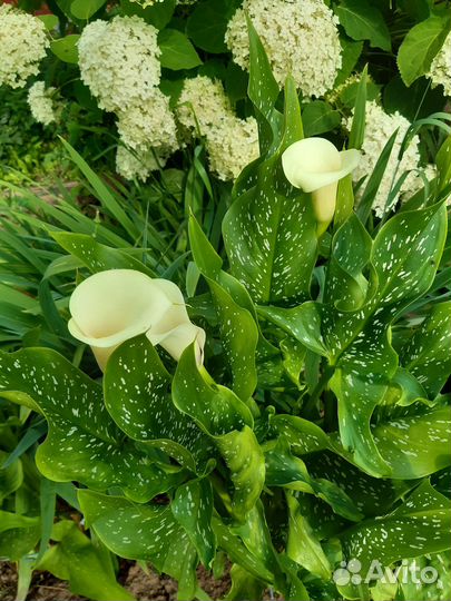 Продам луковицы калл