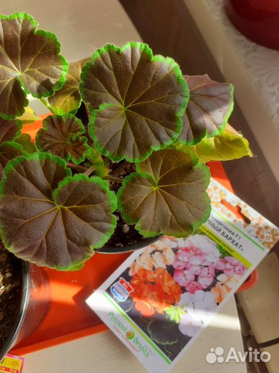 Пеларгония герань