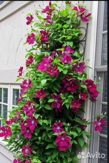 Клематис Руж Кардинал (крупноцветковый)