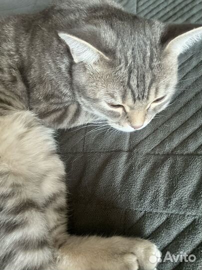 Кошка в дар бесплатно британец