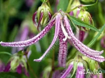 Колокольчик рассеченный (паук)