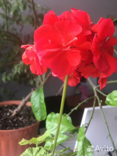 Герань пеларгония