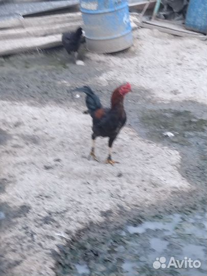 Молодые петухи