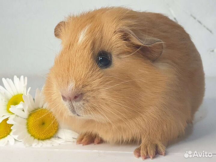 Морские свинки