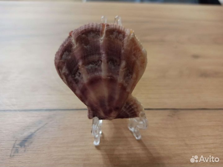 Морская раковина