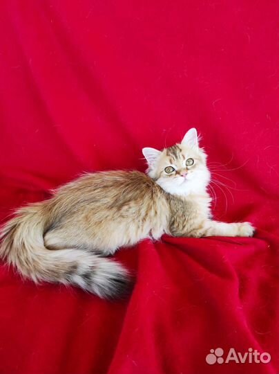 Британская длинношерстная золотая шиншилла