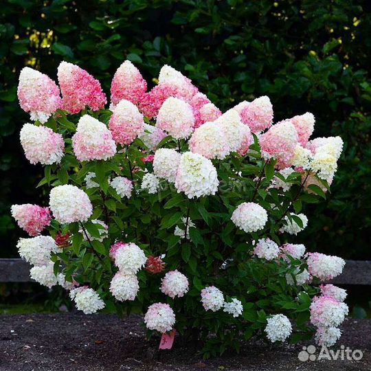 Гортензия пинк энд роуз
