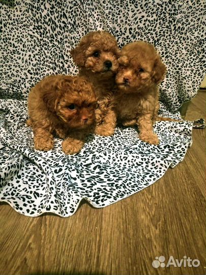 Мальтипу super micro red broun girls and boys