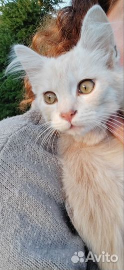 Сибирский котик