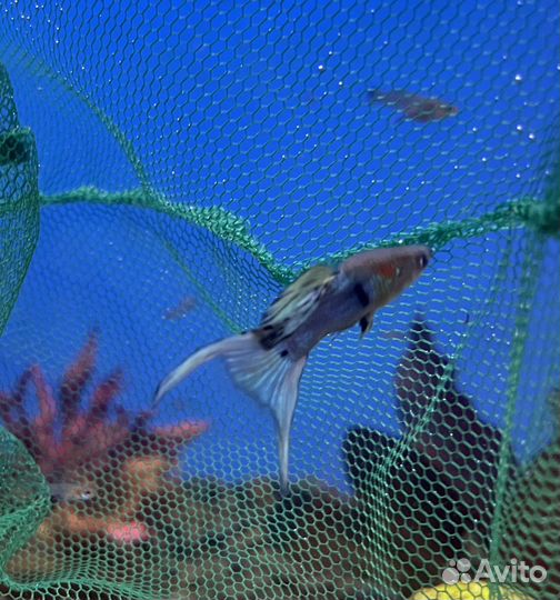 Креветки, улитки, растения, коряги