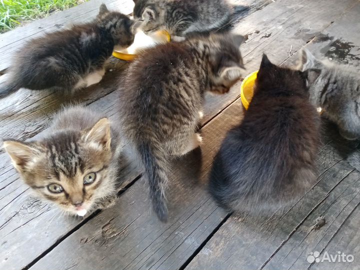 Котенок дымчатый от умной кошки