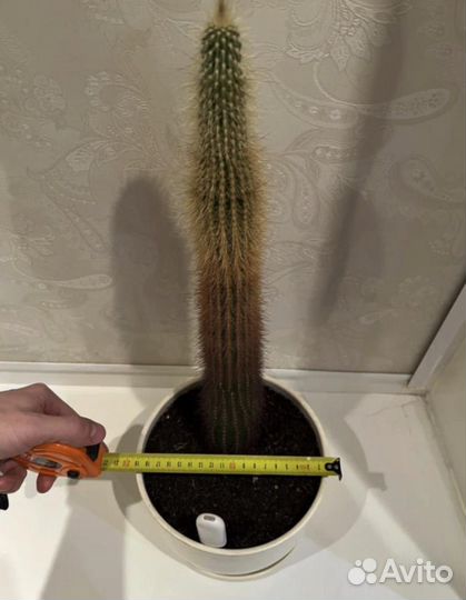 Кактус