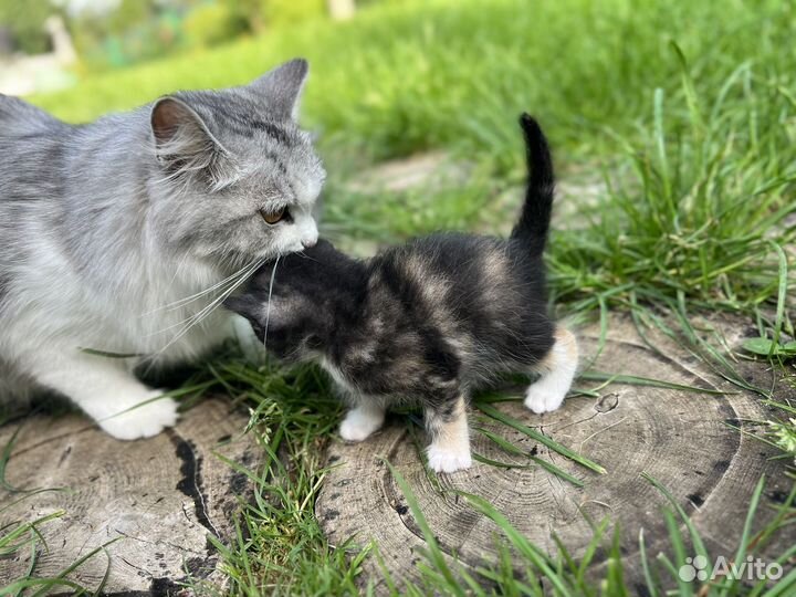 Котенок полуперс