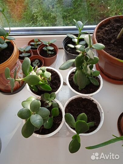 Толстянка (денежное дерево)