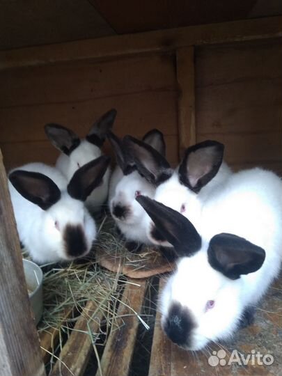 Кролики на племя