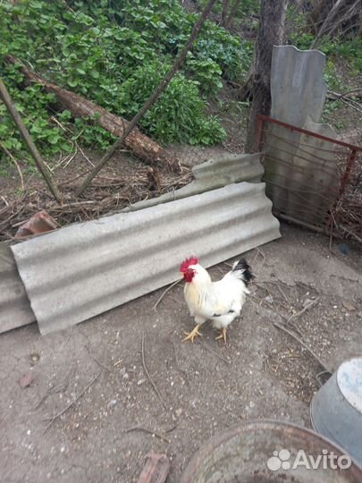 Птицы домашние куры