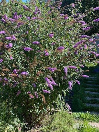 Мята шоколадная. Клематис Буддлея