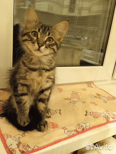 Котята бесплатно