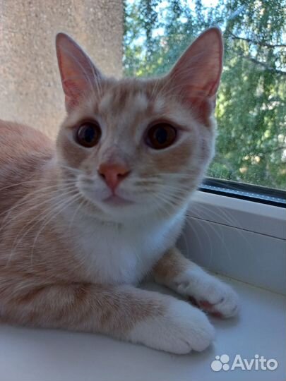 Поиск дома для юной кошечки