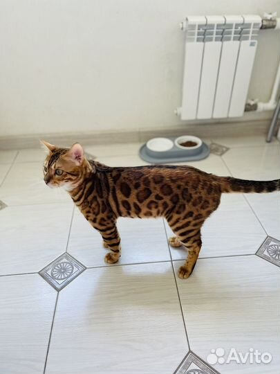 Бенгальский кот вязка