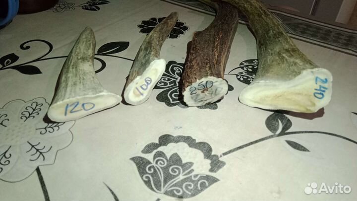 Рога оленя, лося для собак