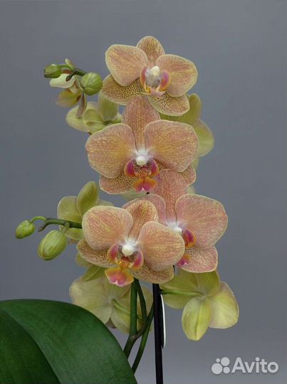 Орхидея мультифлора Gold Rush