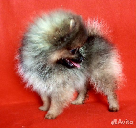 Щенки померанского шпица