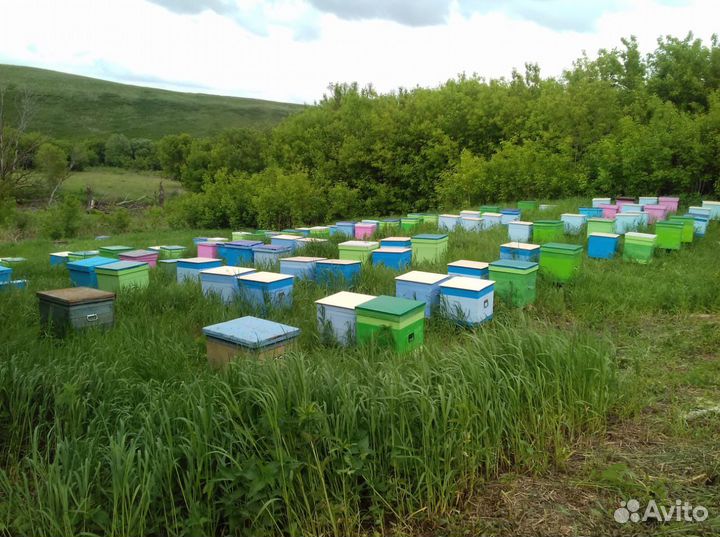 Пчелопакеты, пчелосемьи