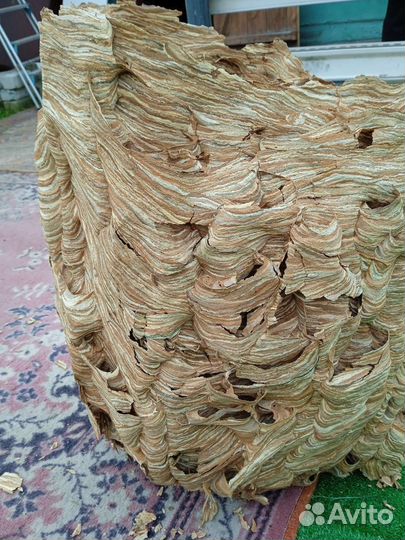 Гнездо шершня