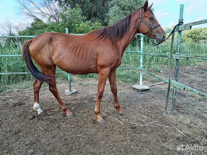 Высококровные лошади