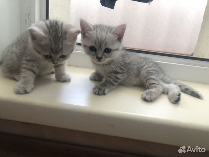 Шатланские катята