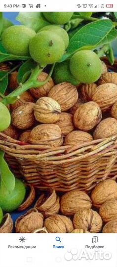 Орех грецкий Идеал (саженцы)