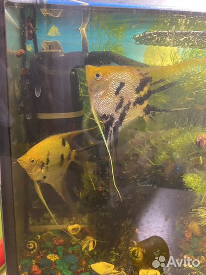 Рыбки скалярии