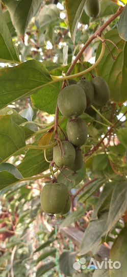 Саженцы актинидии