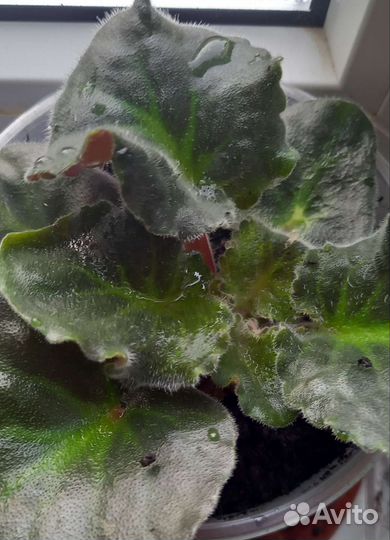 Фиалка розовая махровая