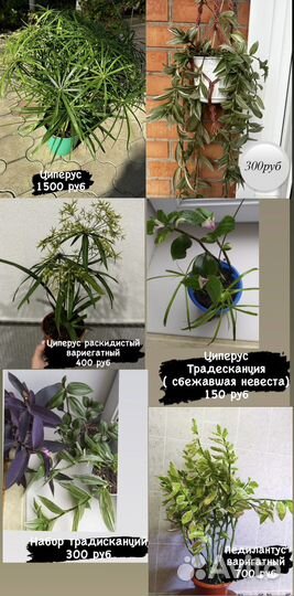 Циперус традесканция педилантус